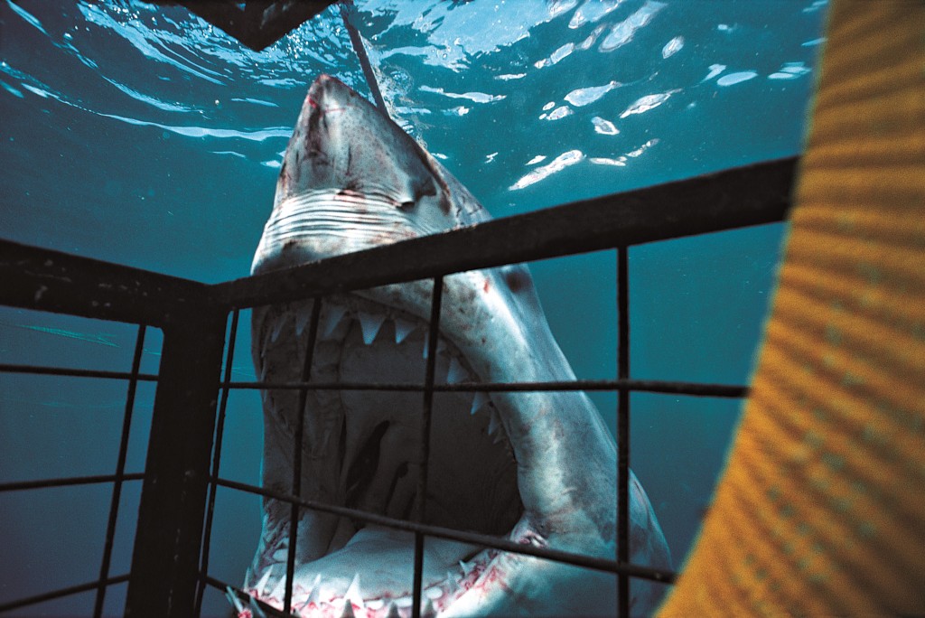Discovery’s Annual MustSee Television Event SHARK WEEK Goes Full Shark