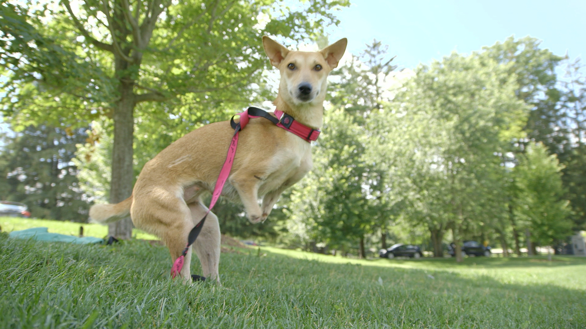 Dog Tales Rescue CTV Life Channel The Lede