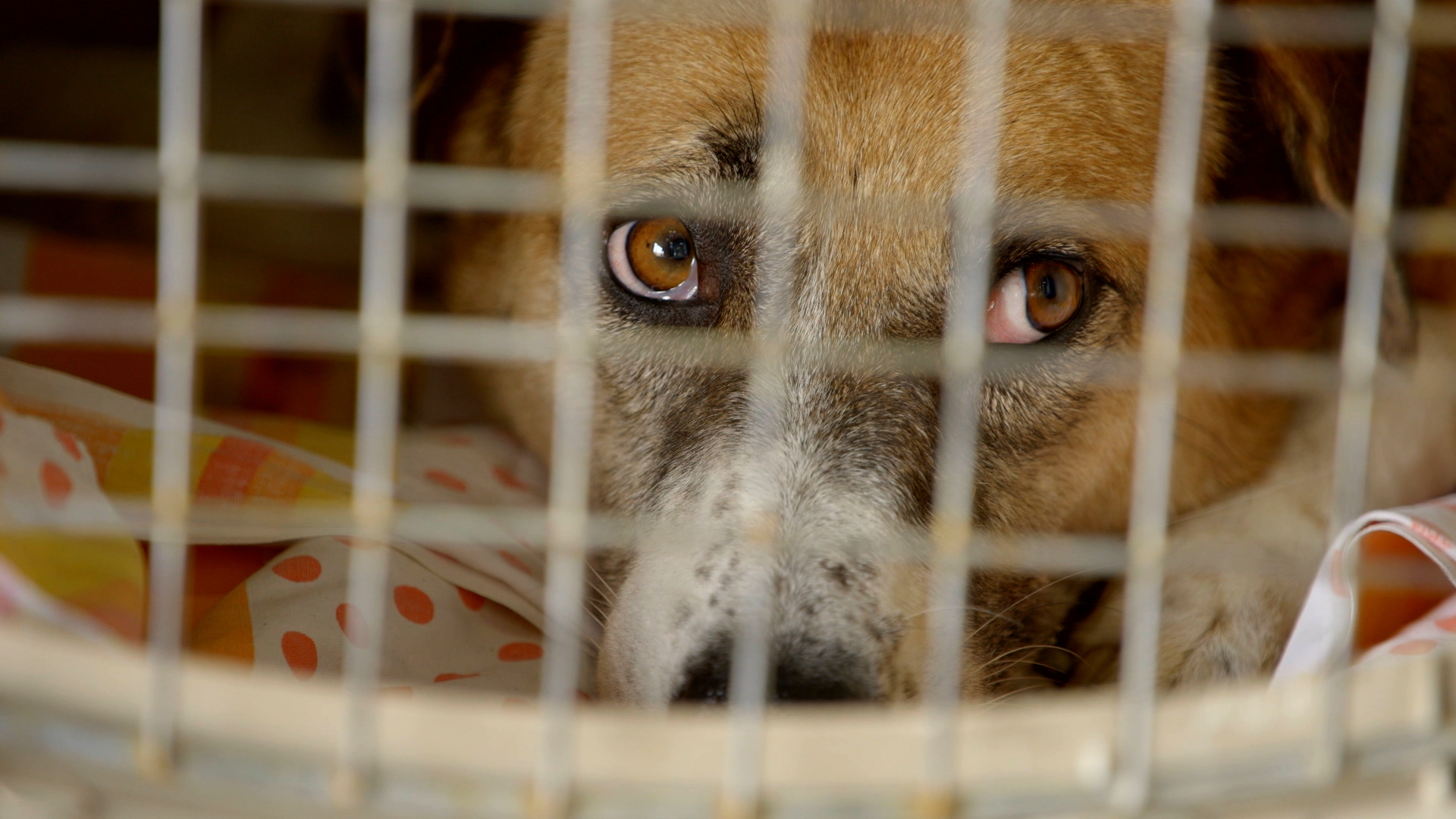 Dog Tales Rescue CTV Life Channel The Lede