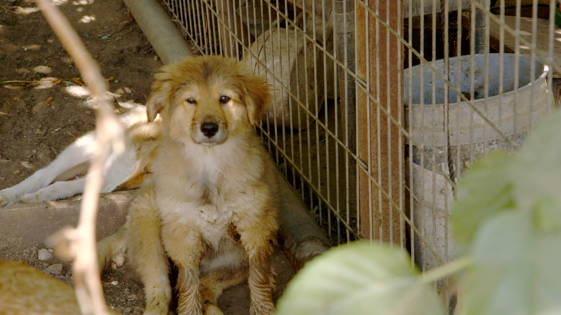 Dog Tales Rescue | CTV Life Channel | The Lede