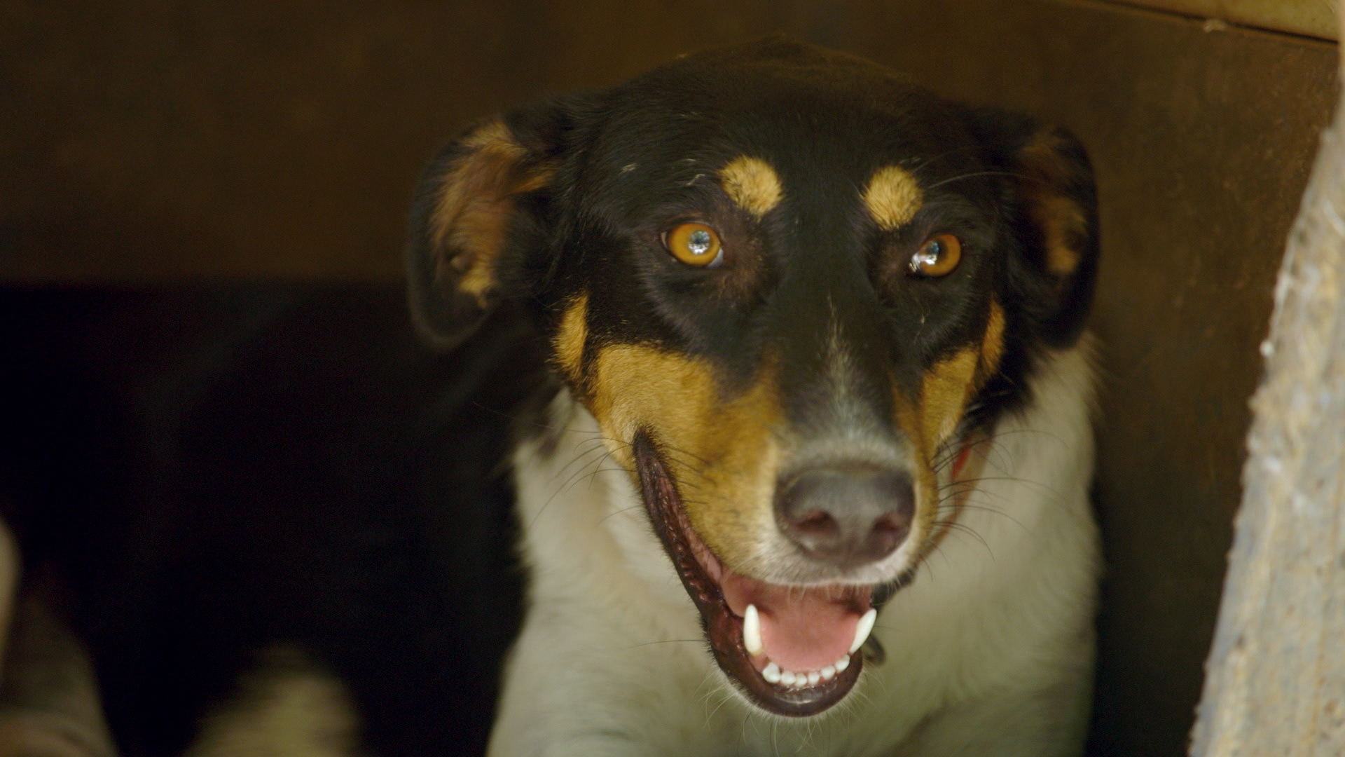 Dog Tales Rescue CTV Life Channel The Lede