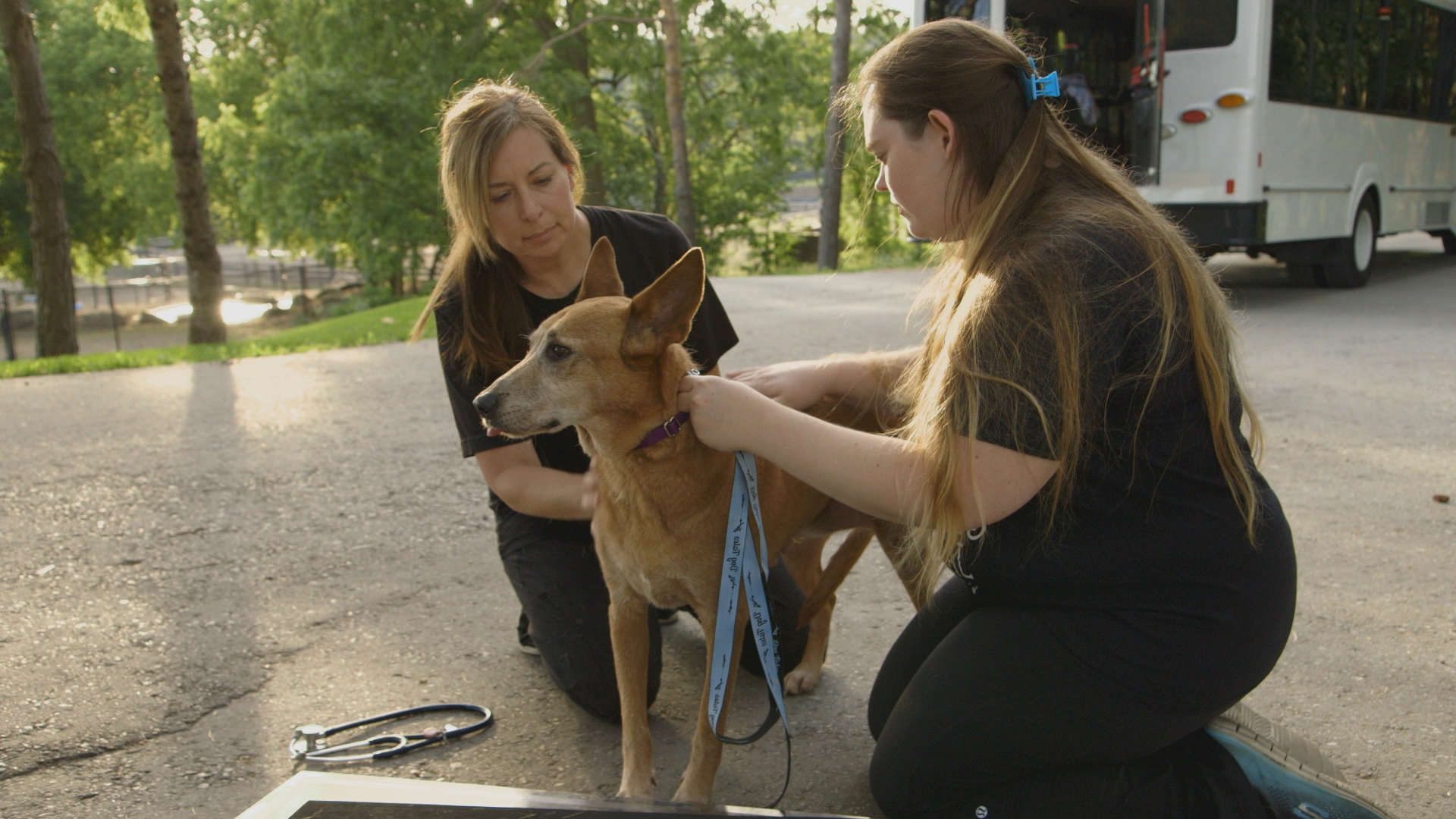 Dog Tales Rescue CTV Life Channel The Lede