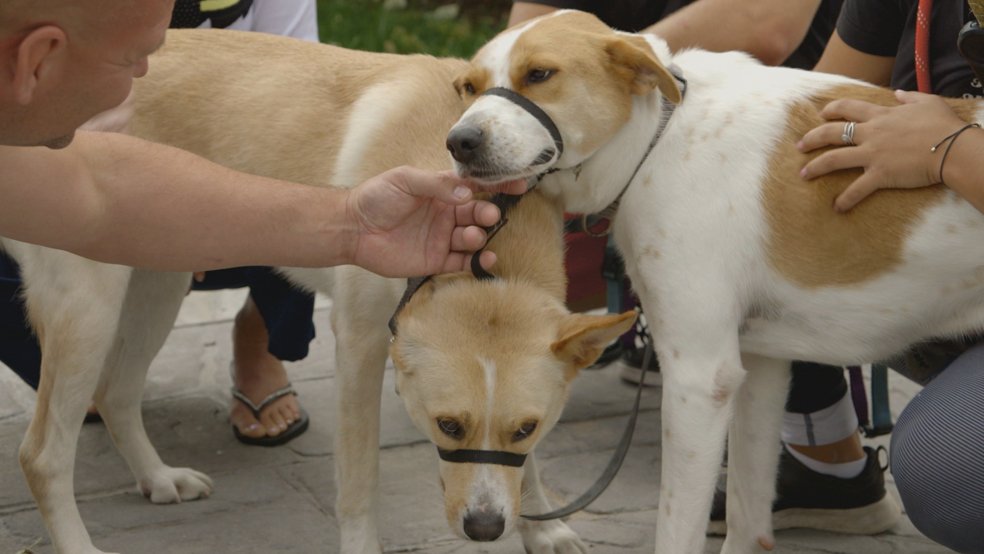 Dog Tales Rescue CTV Life Channel The Lede