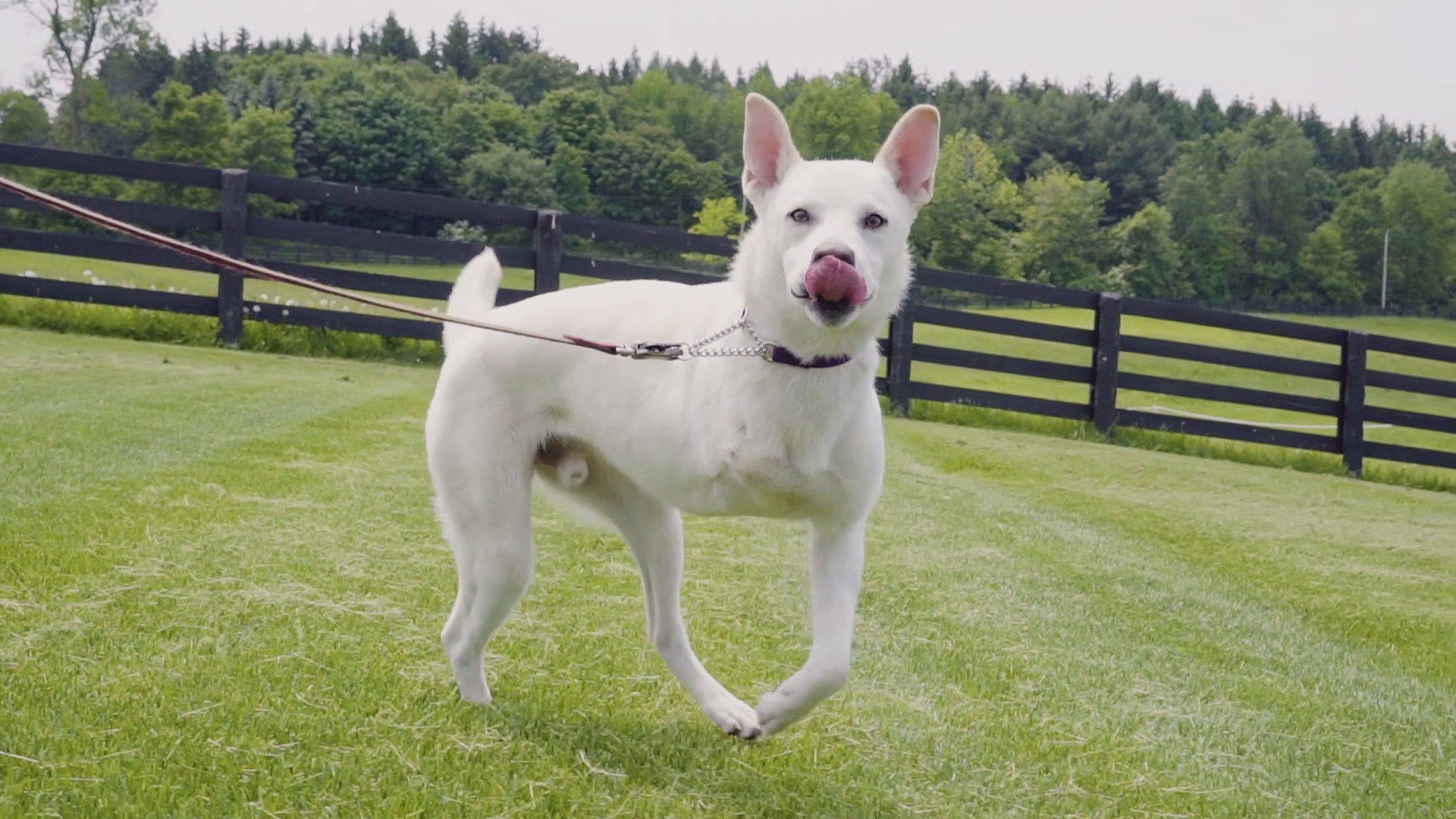 Dog Tales Rescue CTV Life Channel The Lede