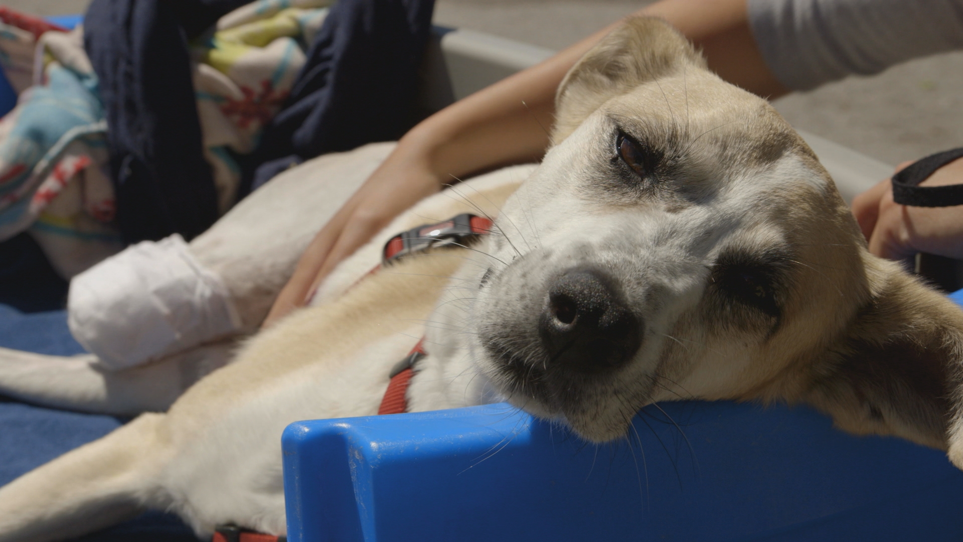 Dog Tales Rescue CTV Life Channel The Lede