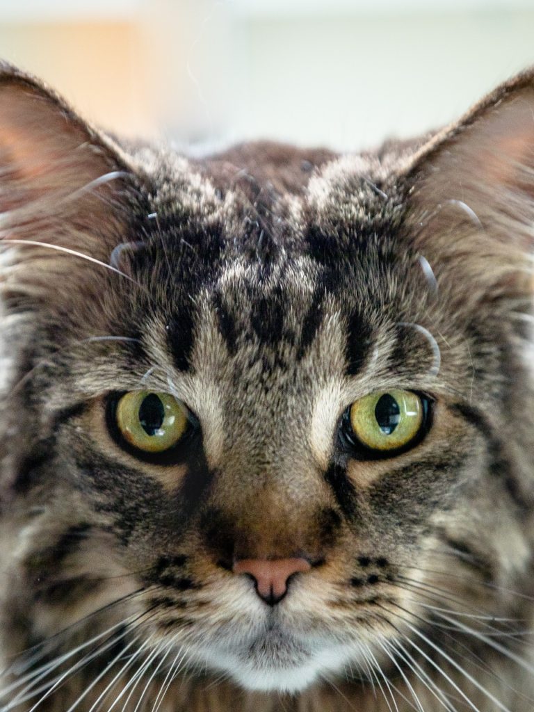 Lempire Félin Contre Attaque à Canal D Bell Media