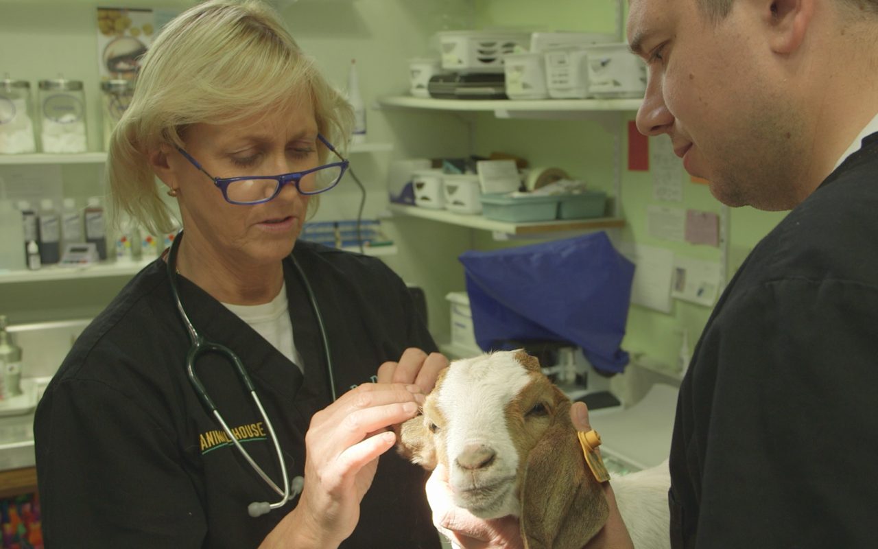 Dr. Dee Alaska Vet Bell Media